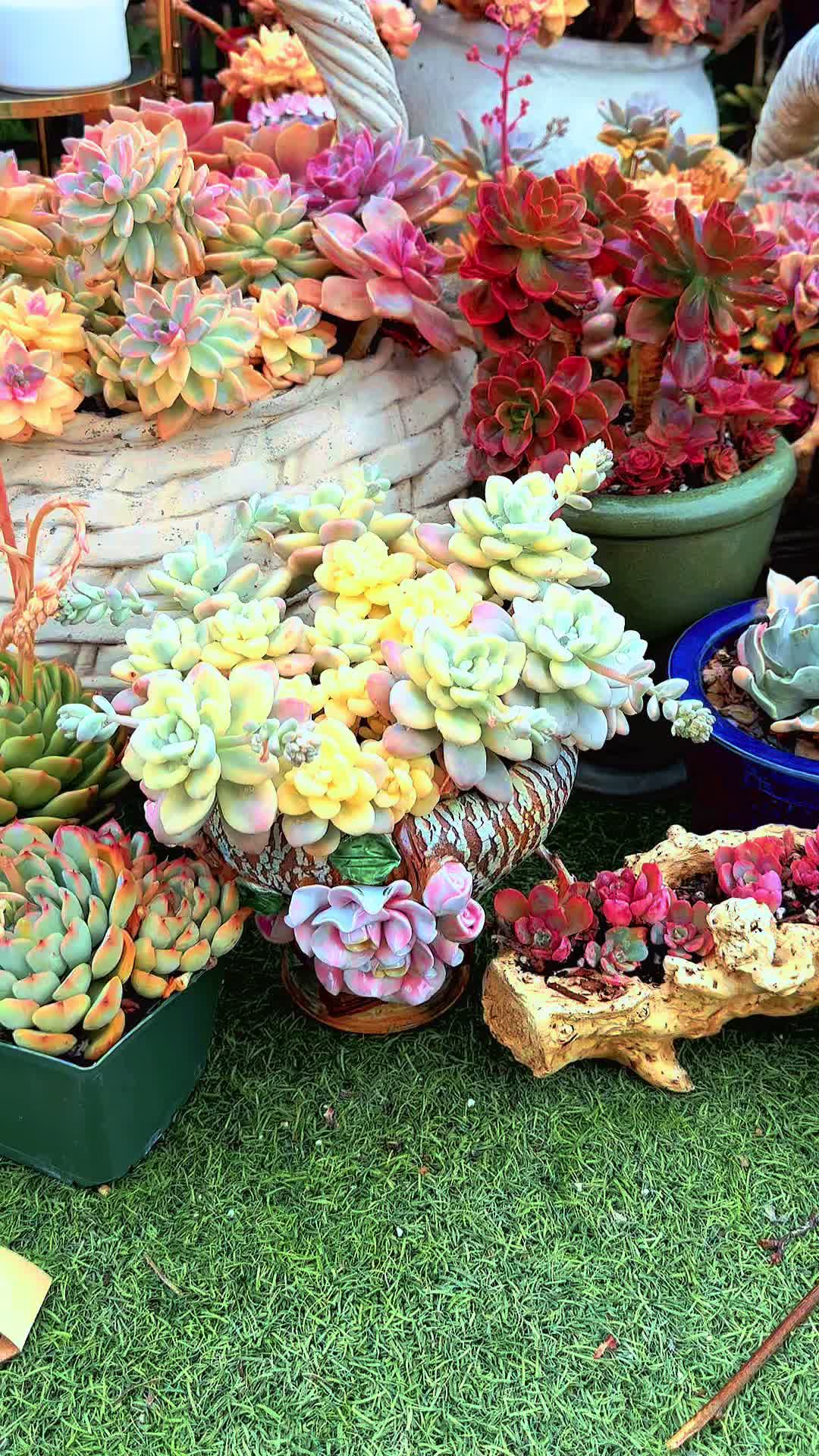 @euphoriablooms