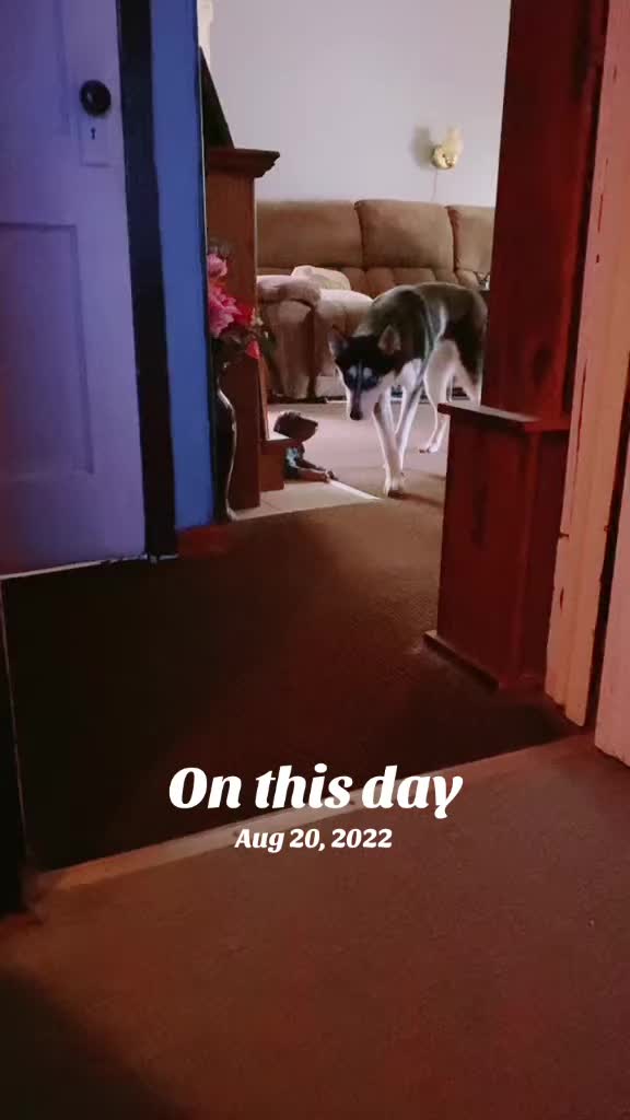 @Martin Scorsese the husky