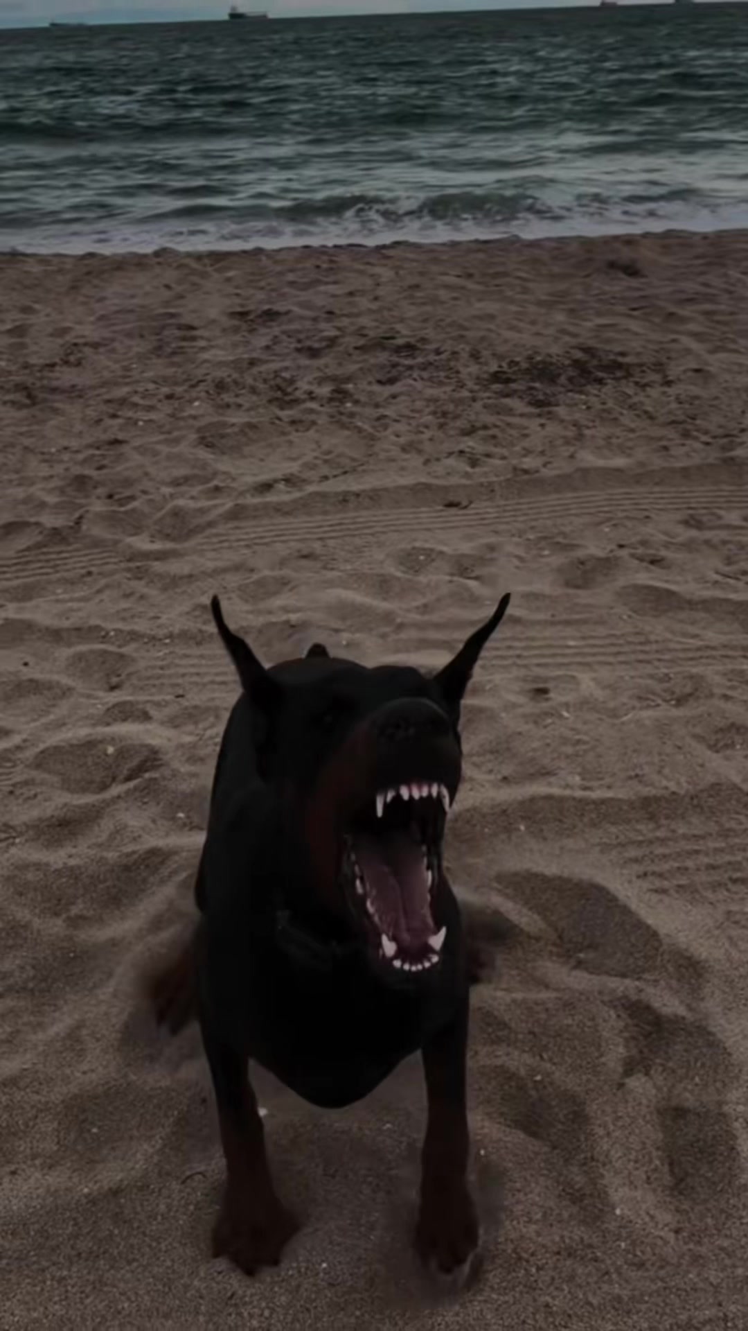 @The doberman girl🖤