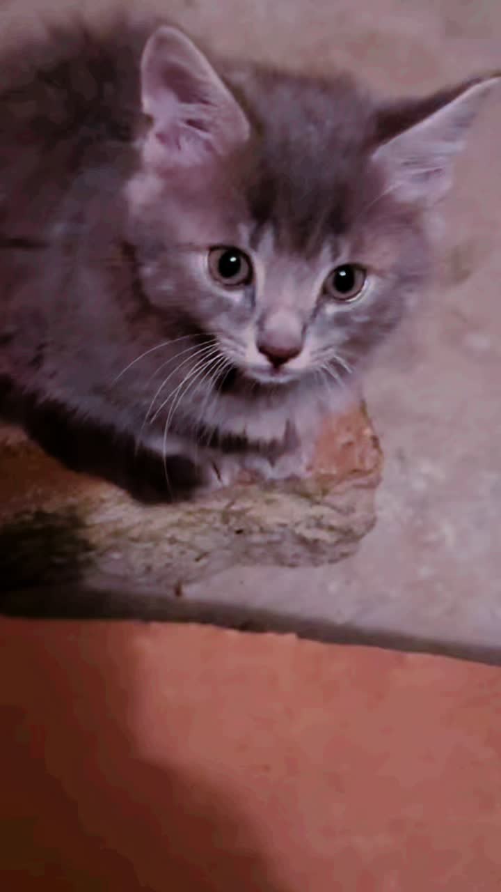 @Ayubifayaz
