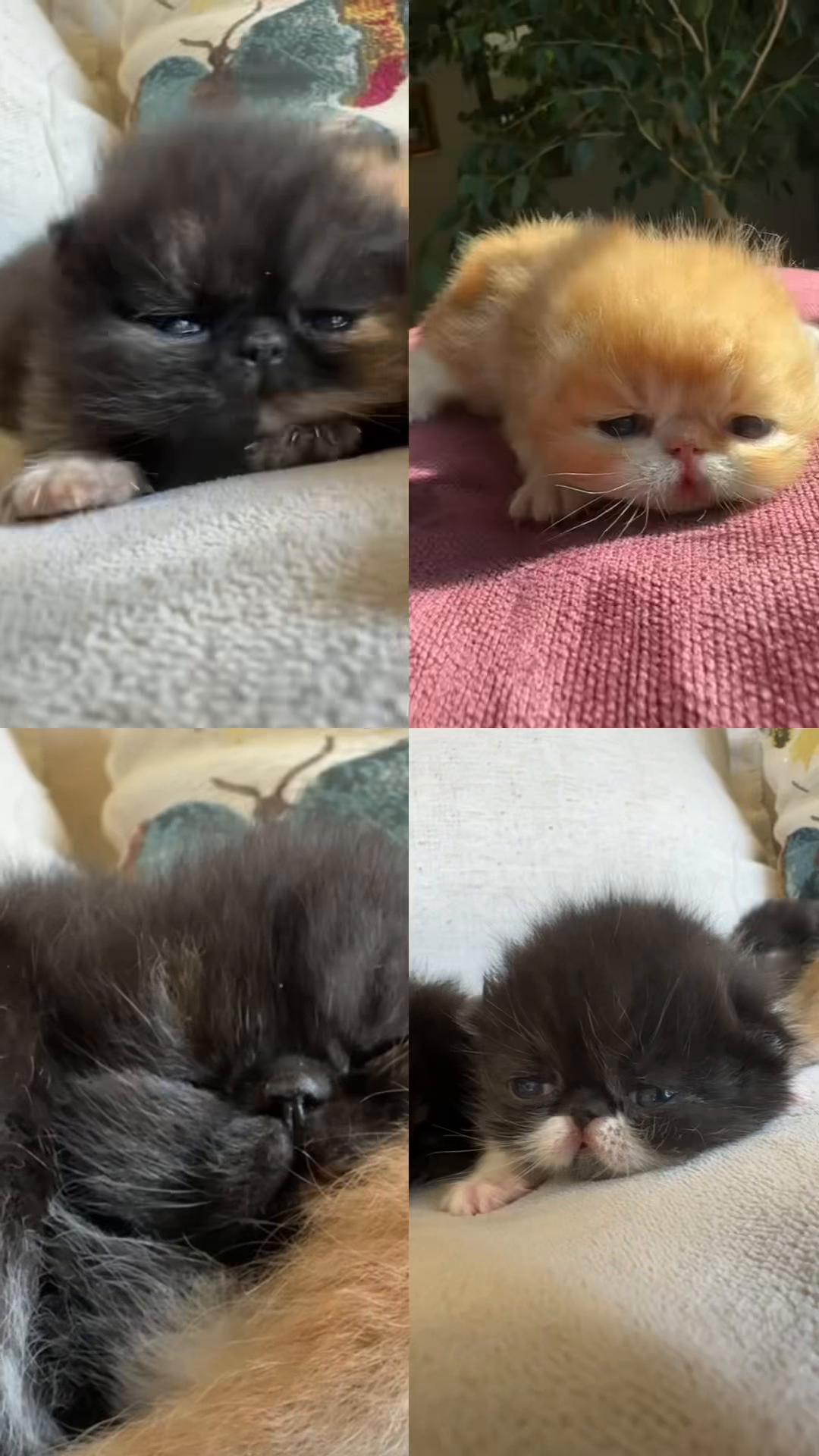 @KittyAmourCattery
