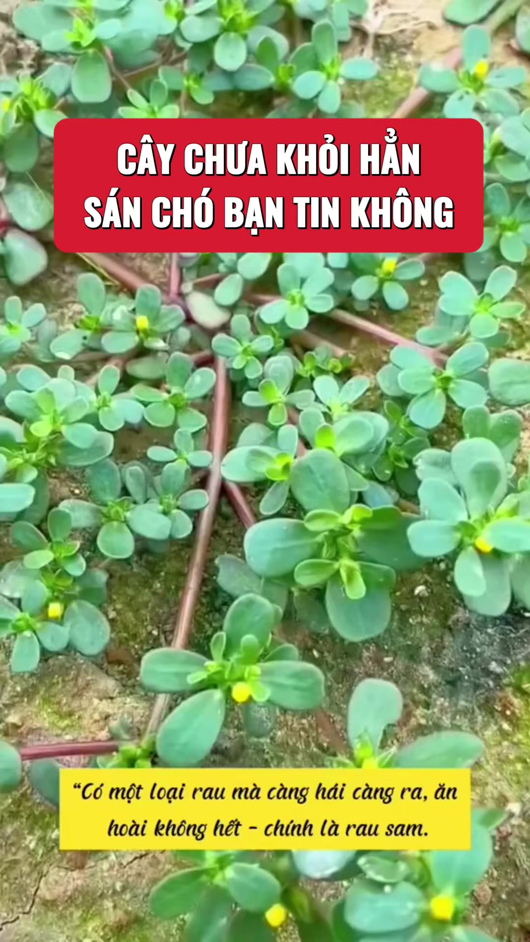 @suckhoevang98