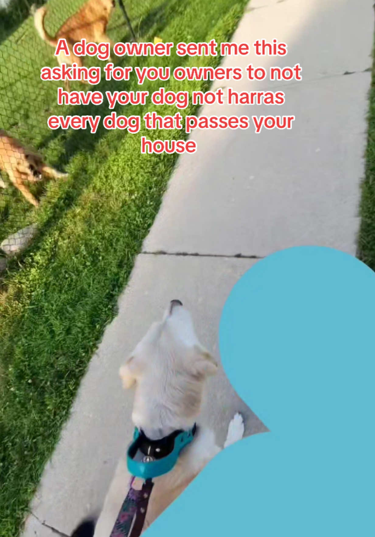 @Dogs aren’t Family