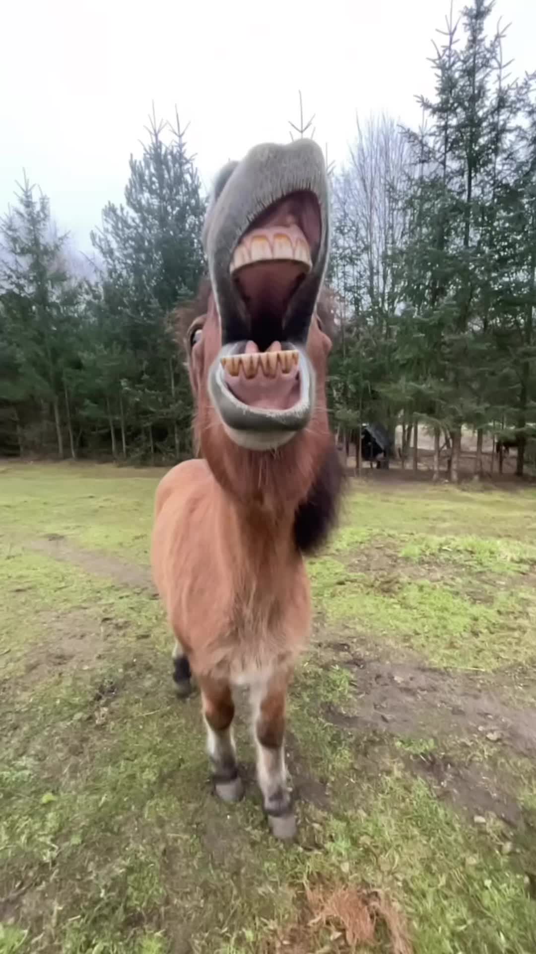 @Horses TikTok