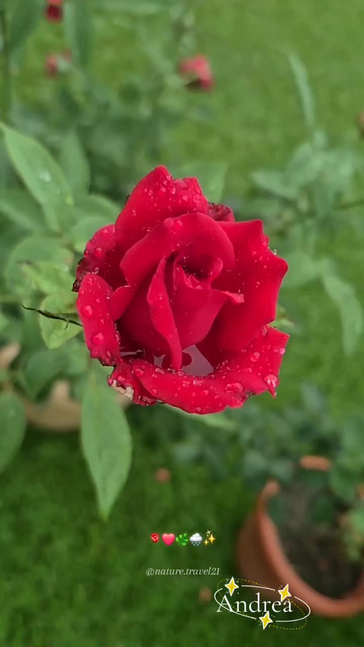 @andreacorsi298