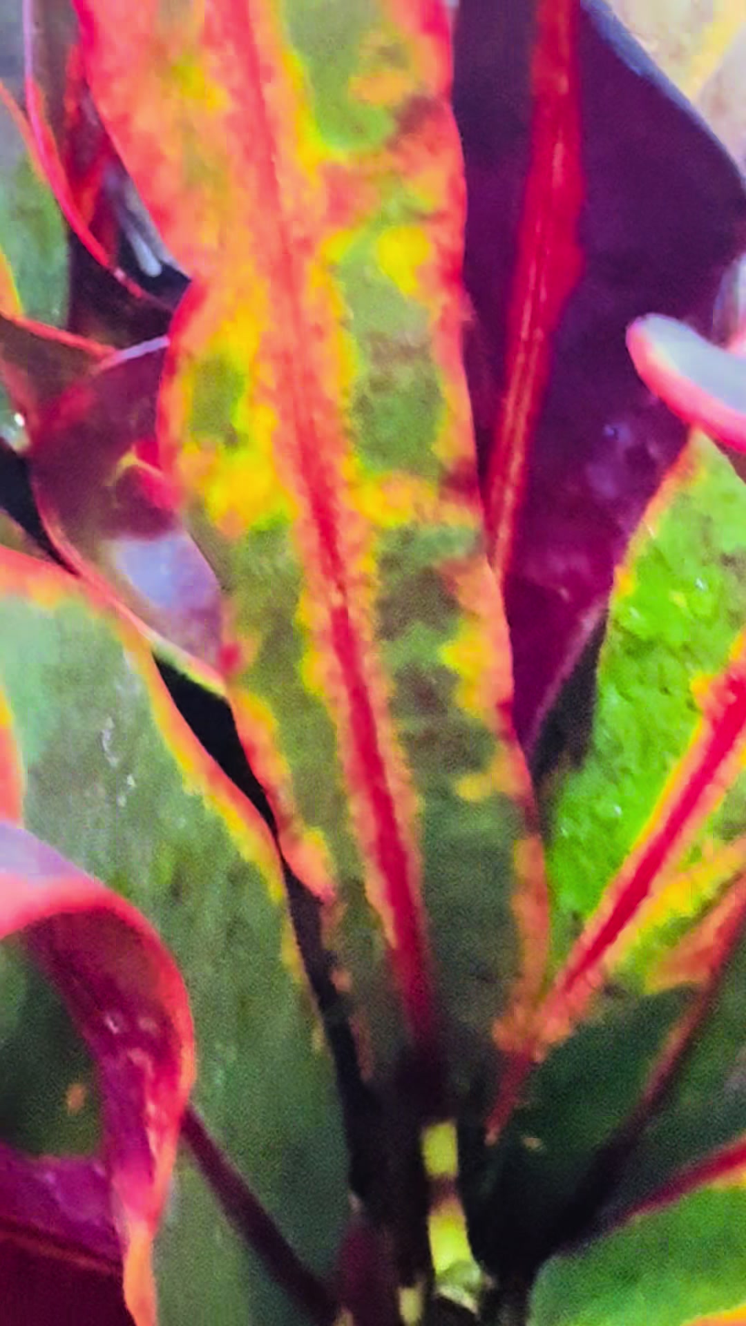 @Kelly Jo Sloan - Sloan Exotics
