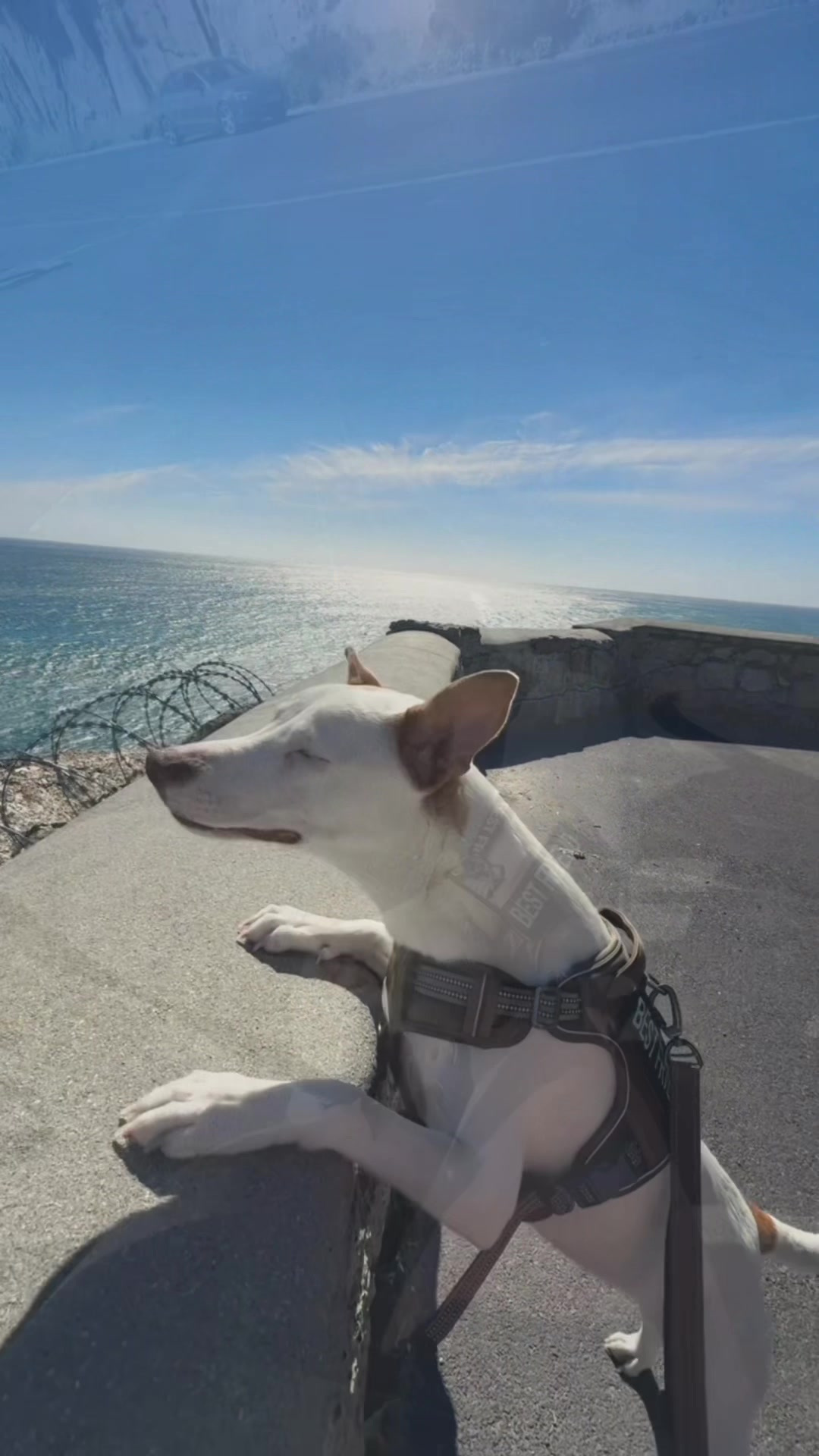 @HappyisAshley 🌞🦋🐶