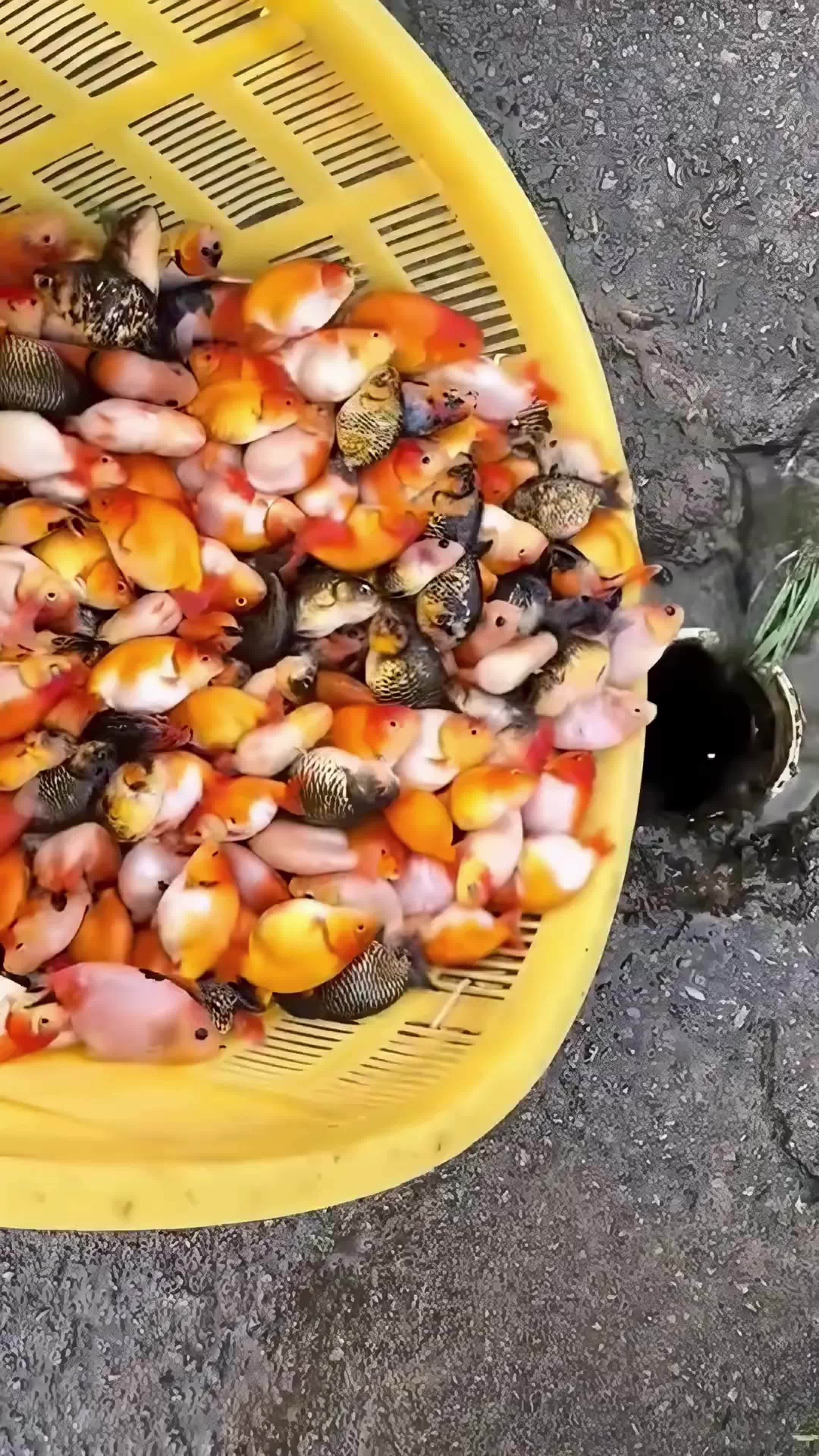 @Curiosidades Quânticas