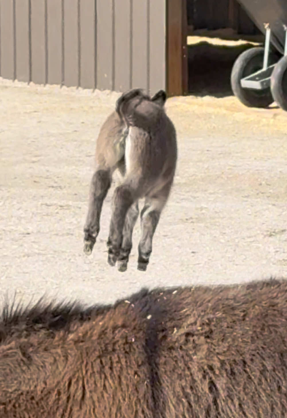 @Cypress Farm Donkeys