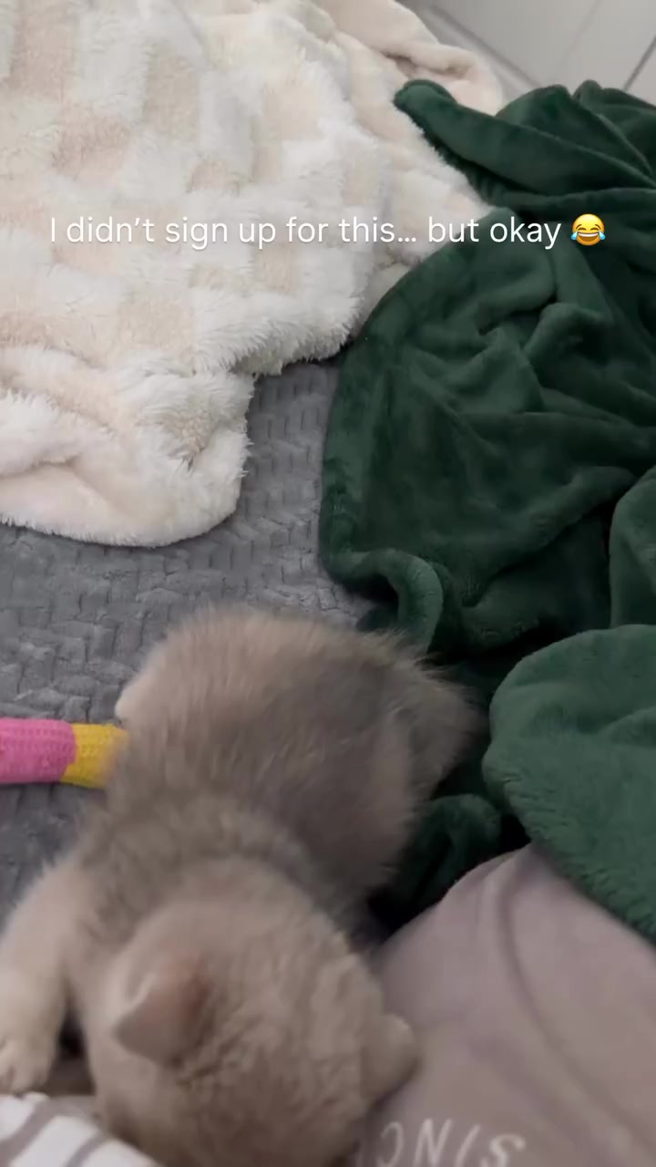 @Chonky World Of Cats
