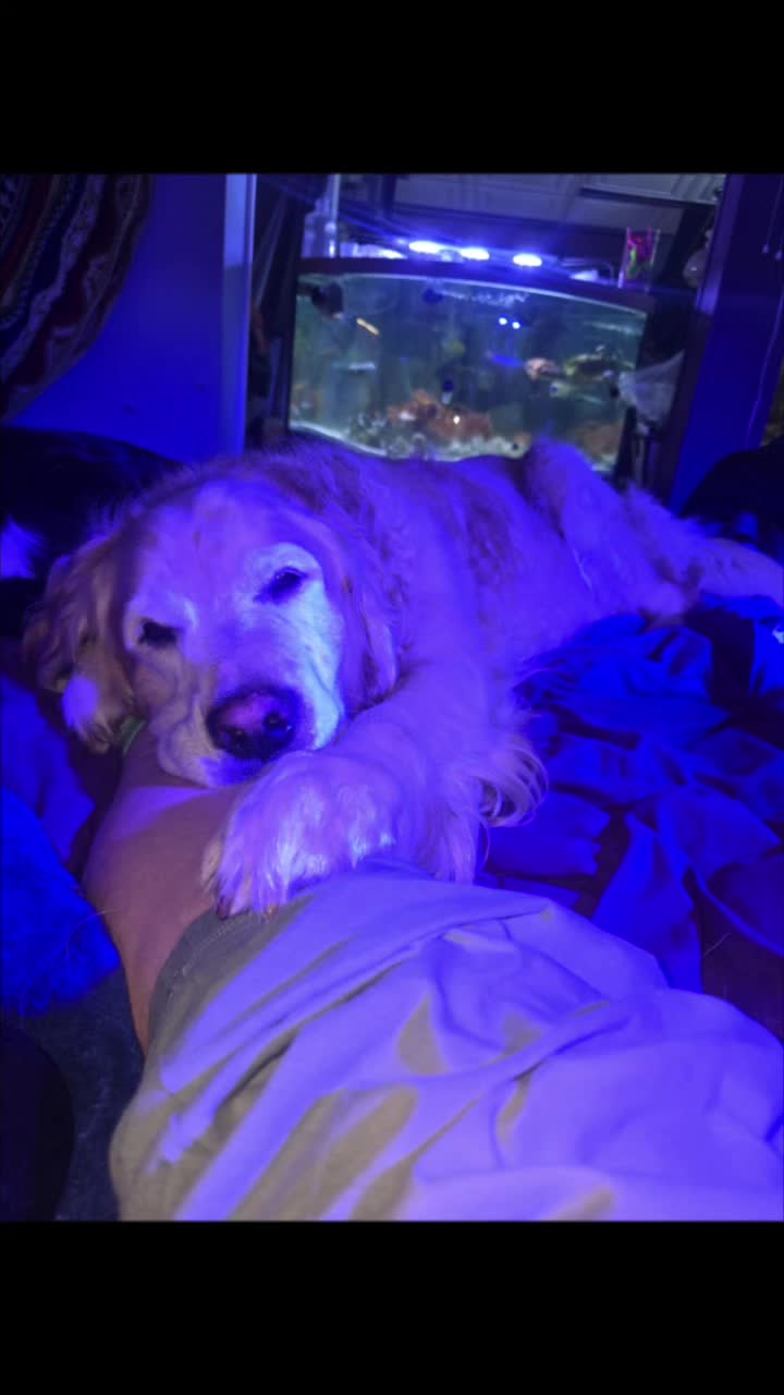 @🐕&zwj;🦺Malvaceae&🐋ulianna🦓🥄♿️