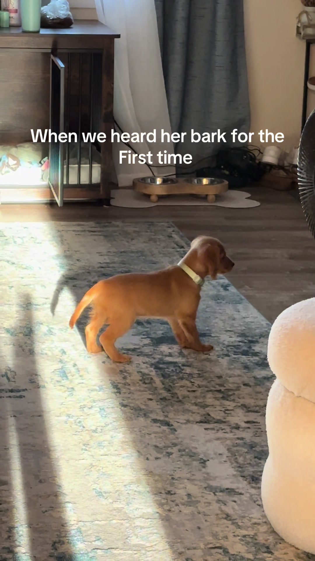 @Sage | Mini Golden Retriever