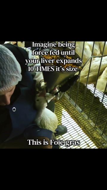 @animalrightsdaily