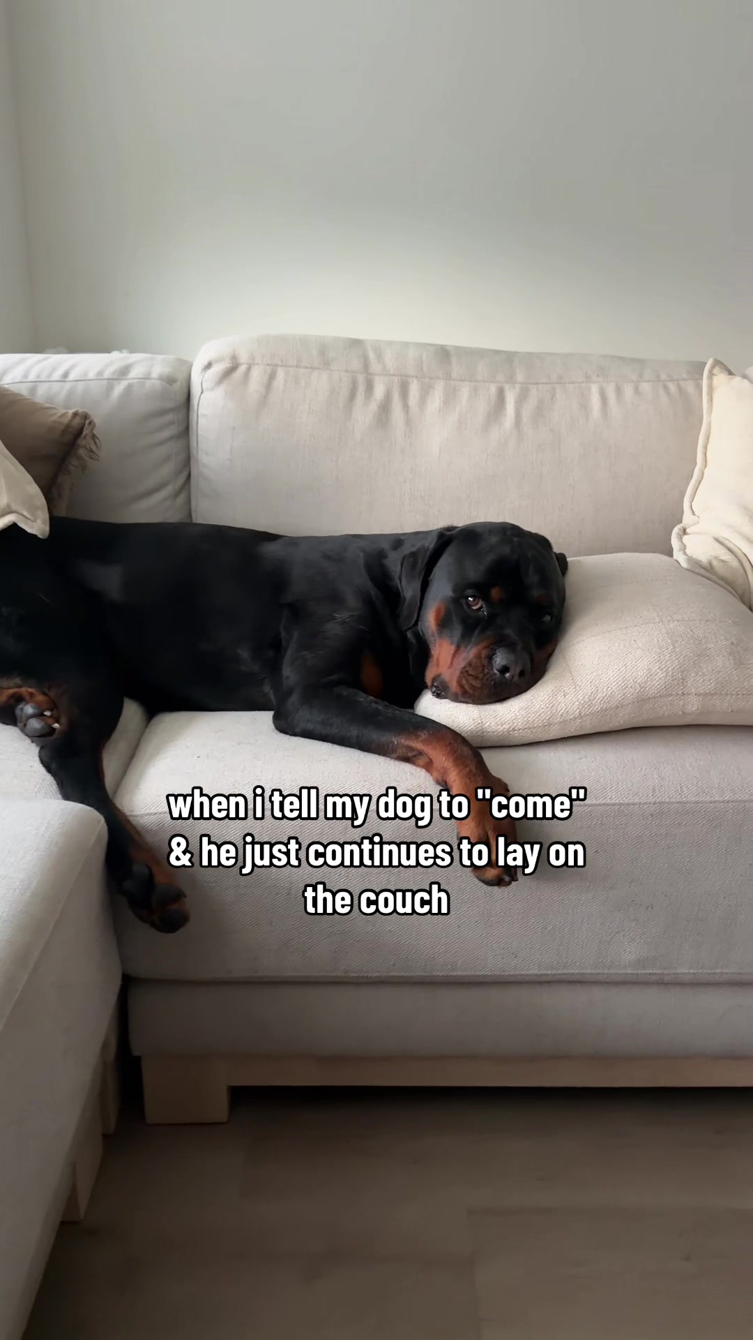 @Rex the Rottweiler