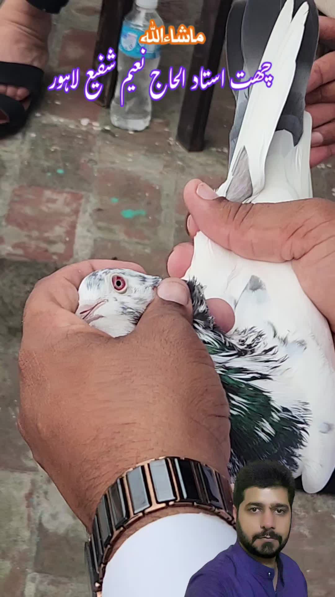 @amrakalan5