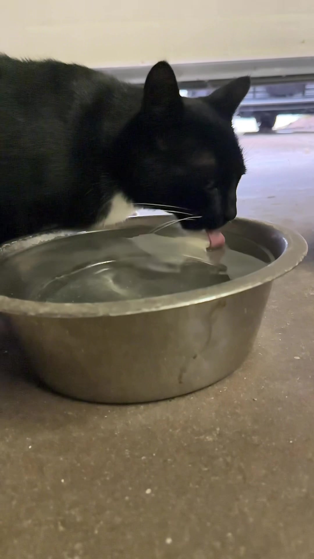 @Pet Mom Things