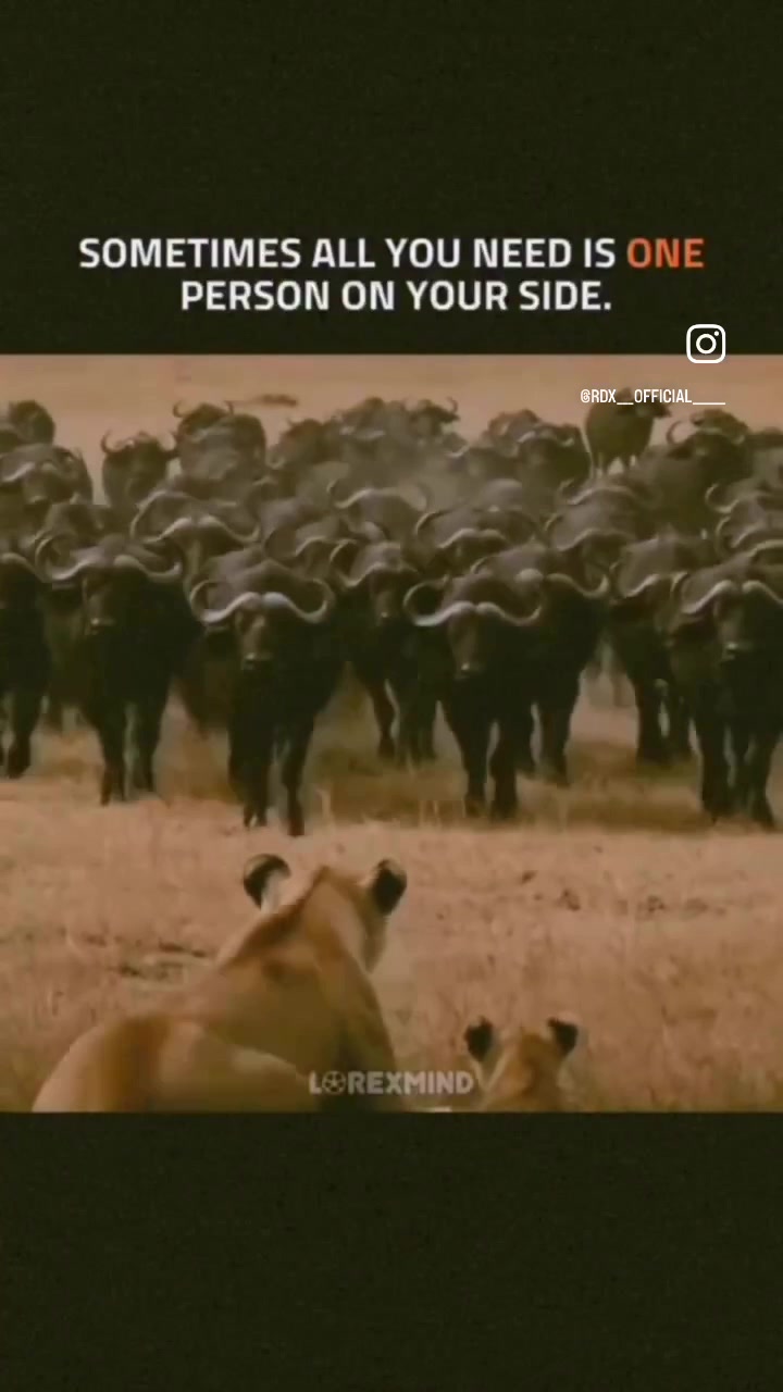 @Mrjdog3
