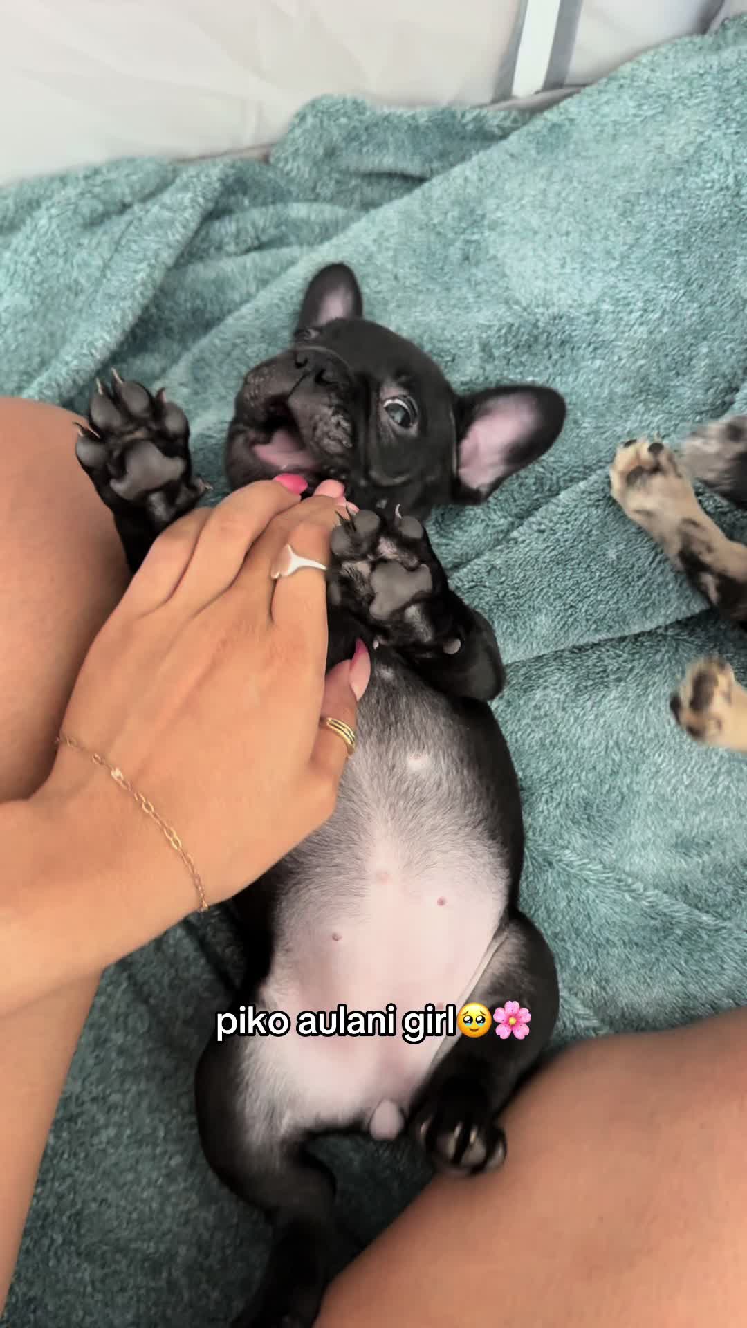 @frenchiesofvegas