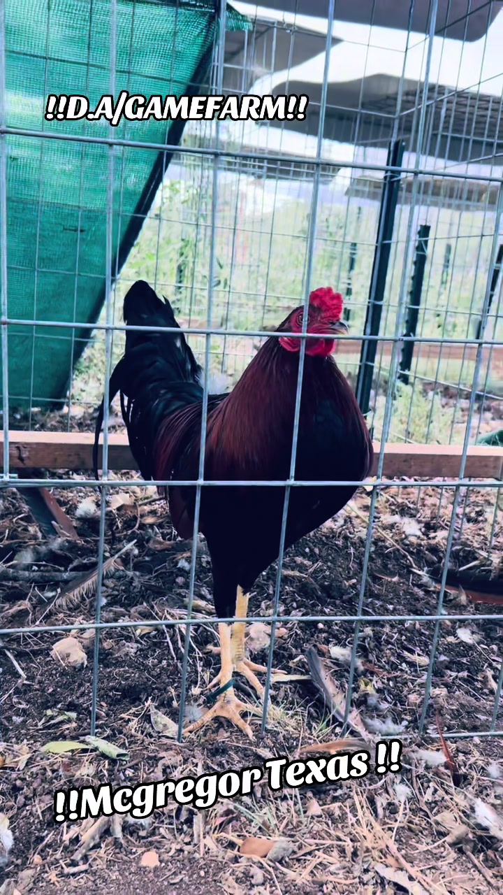 @DAgamefarm