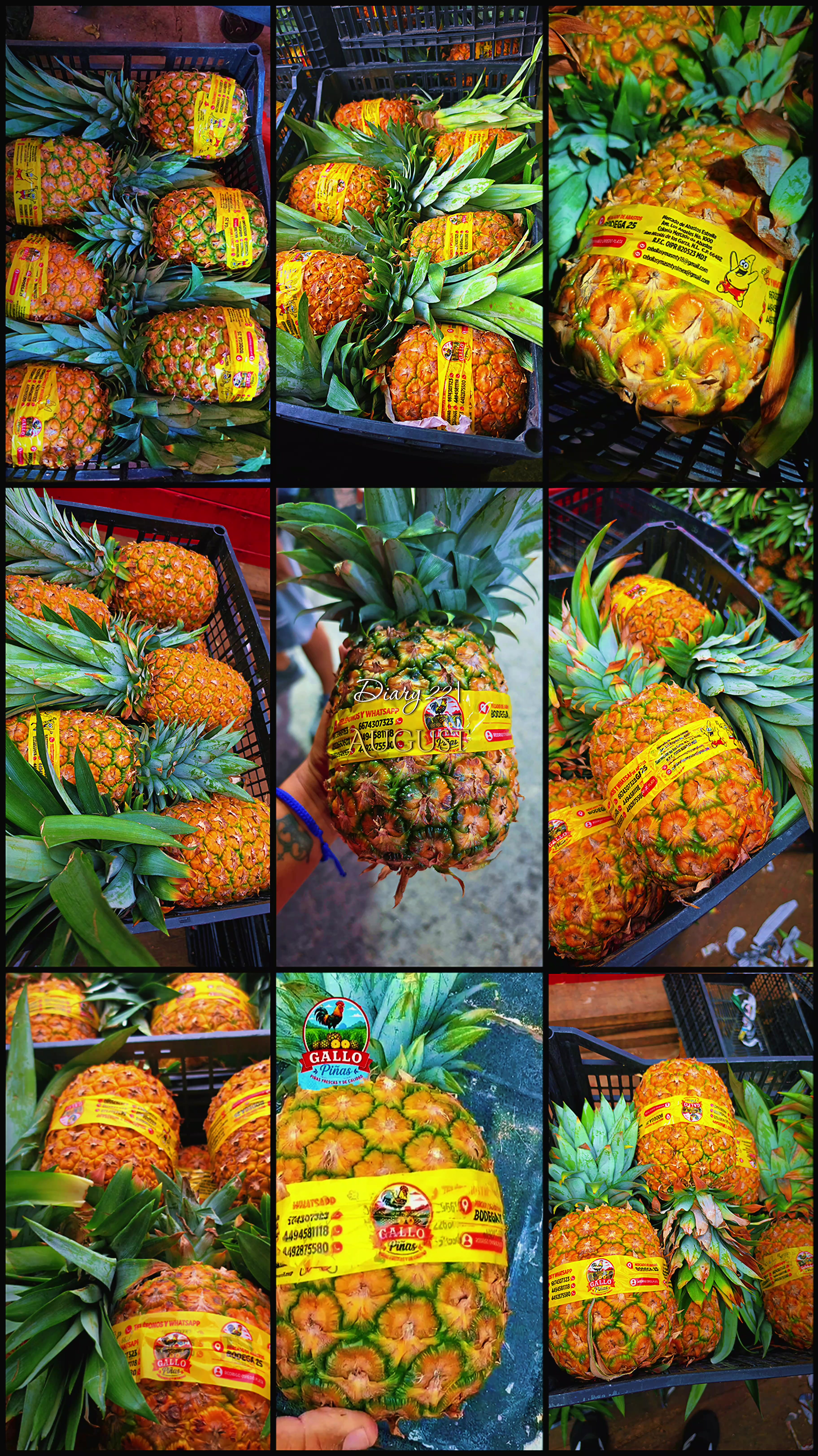 @Elgallocebollas🐓🧅🍍🍉