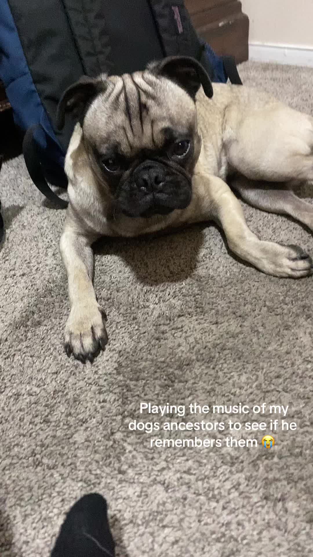 @Puggo ❤️