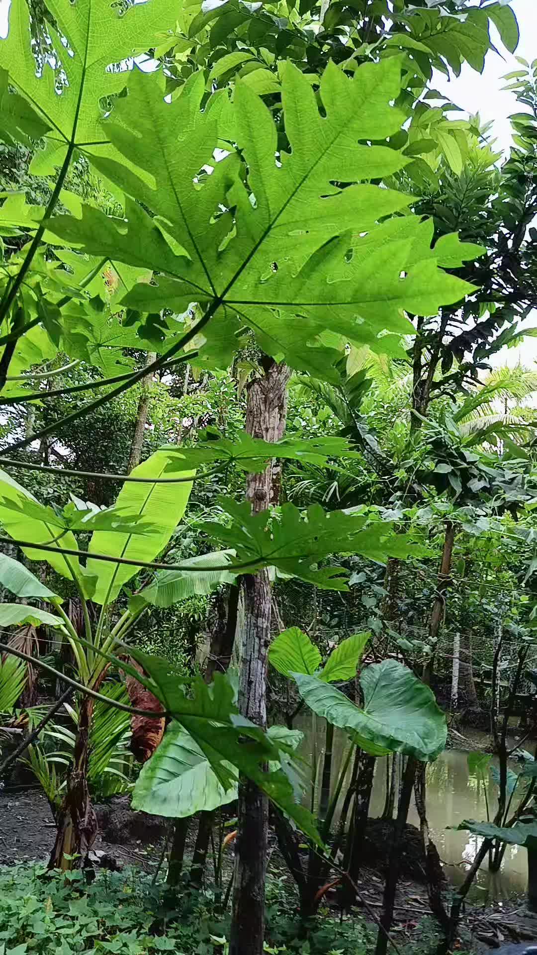 @🥰🥰🥰আমি মায়াবী রাজকুমারী 🥰