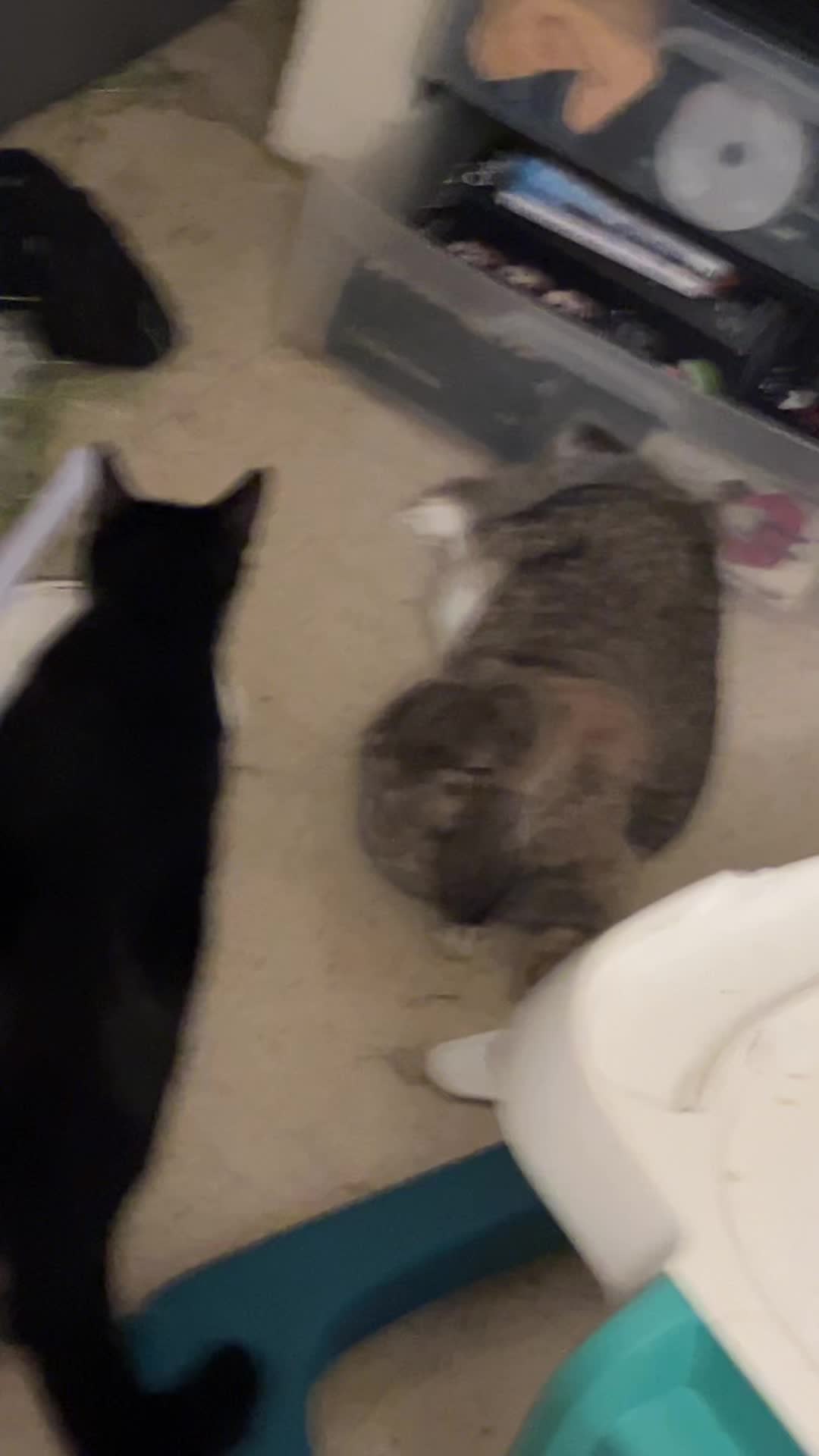 @Fadedbunny69