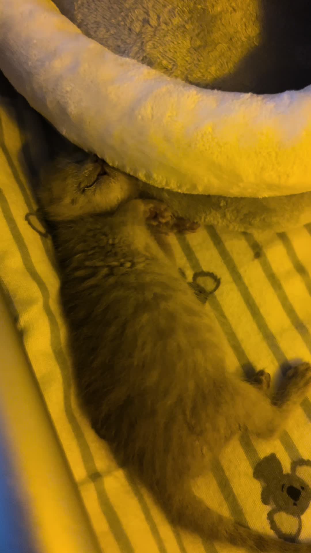 @Kitten.mama