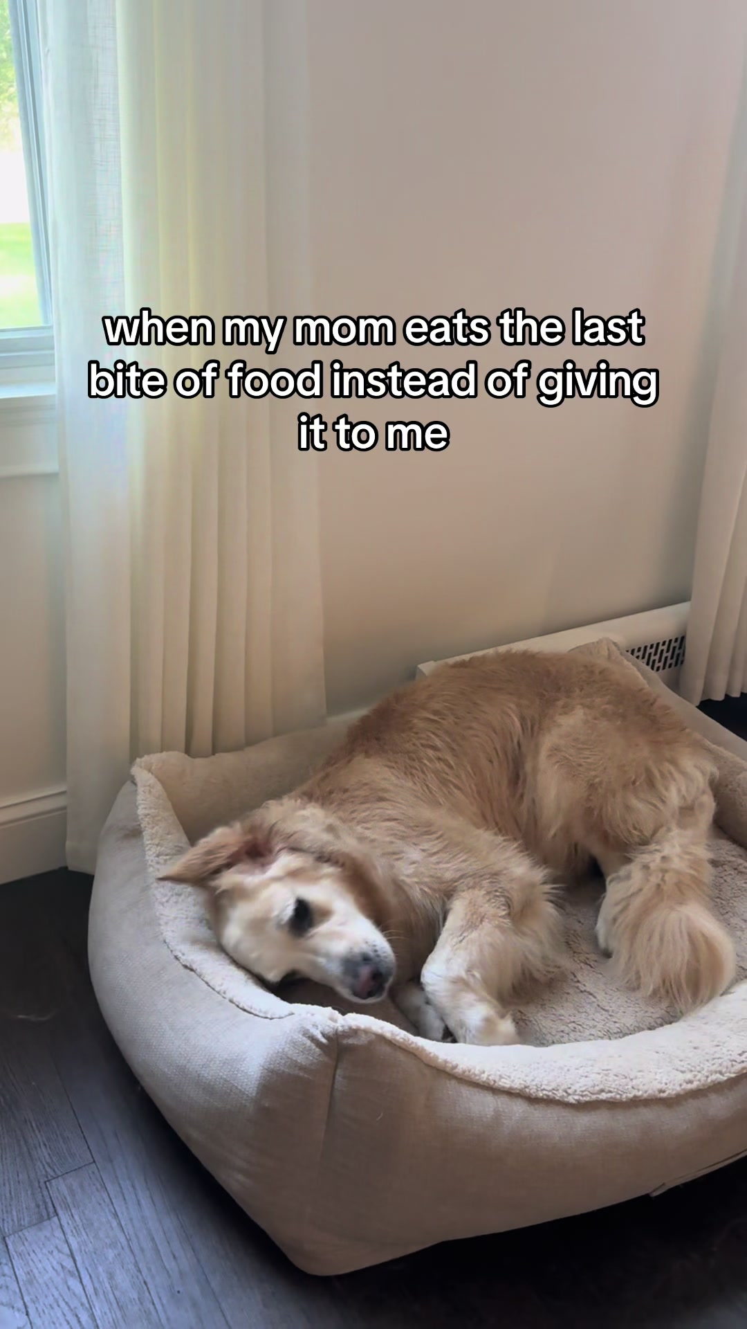 @Clover and Lily 🐾
