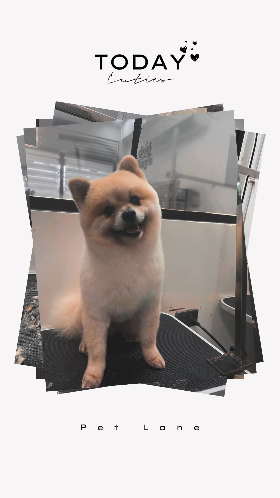 @petlanecebu