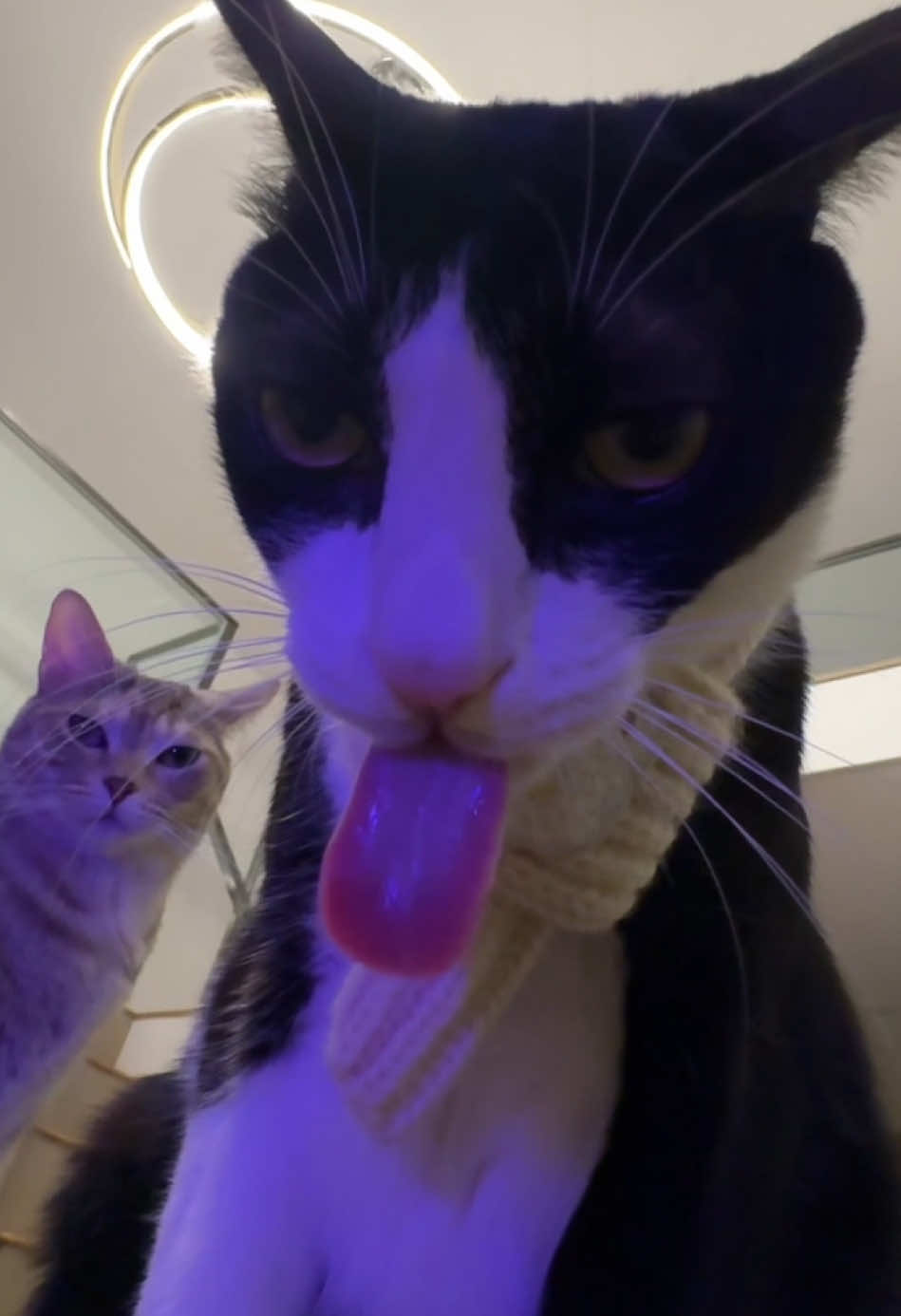 @Licking Cat