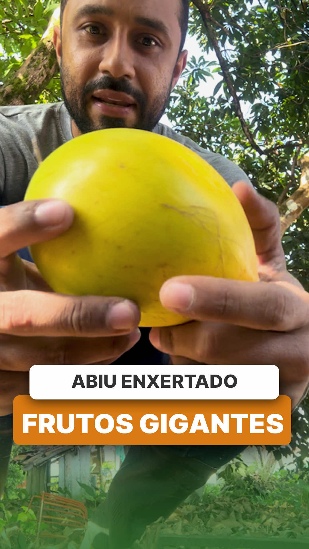 @ViveiroProMudas