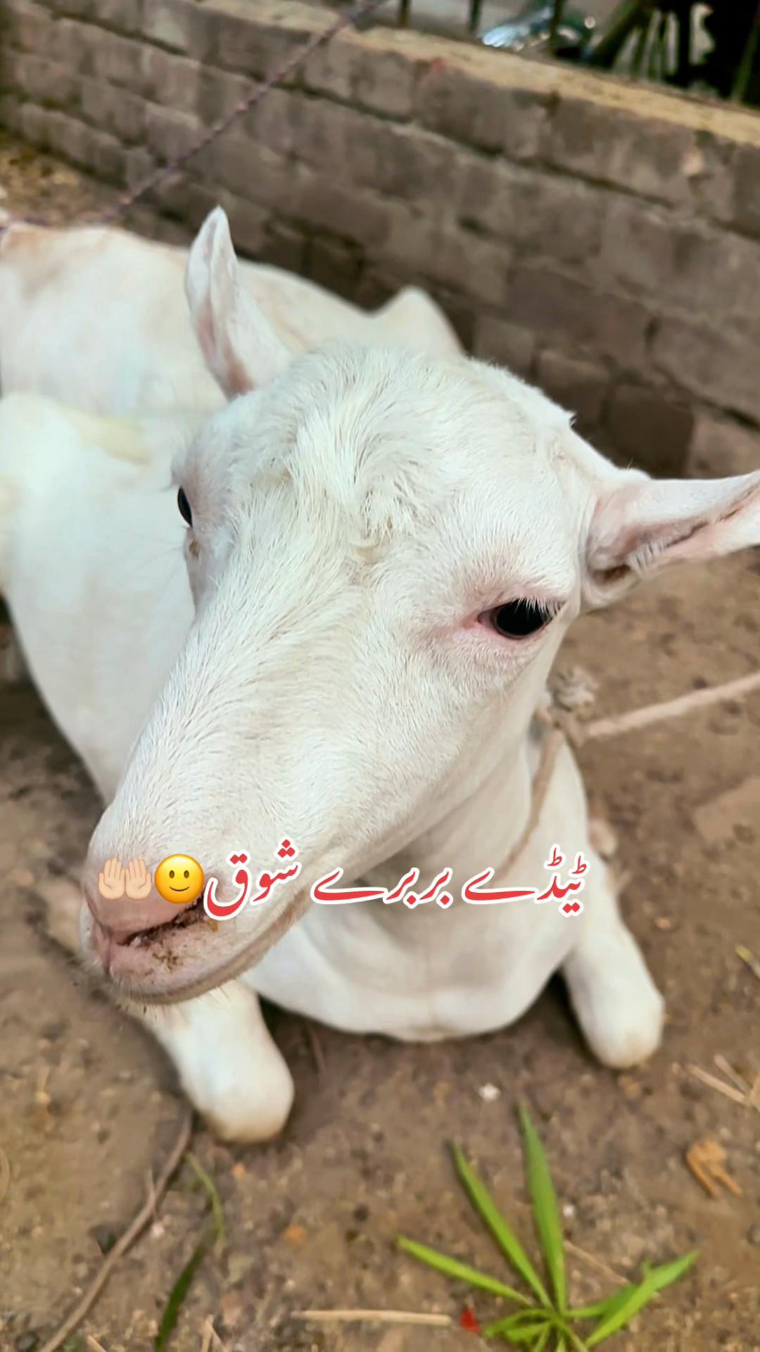 @emranbaloch6500