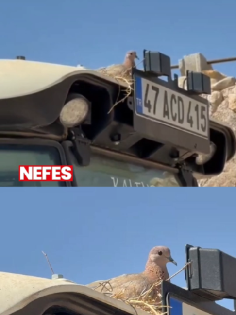 @Nefes Gazetesi