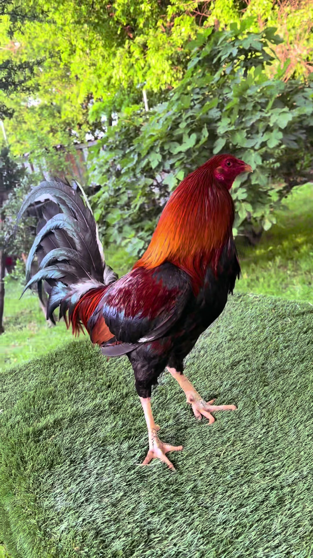 @PR_Gamefowl👑