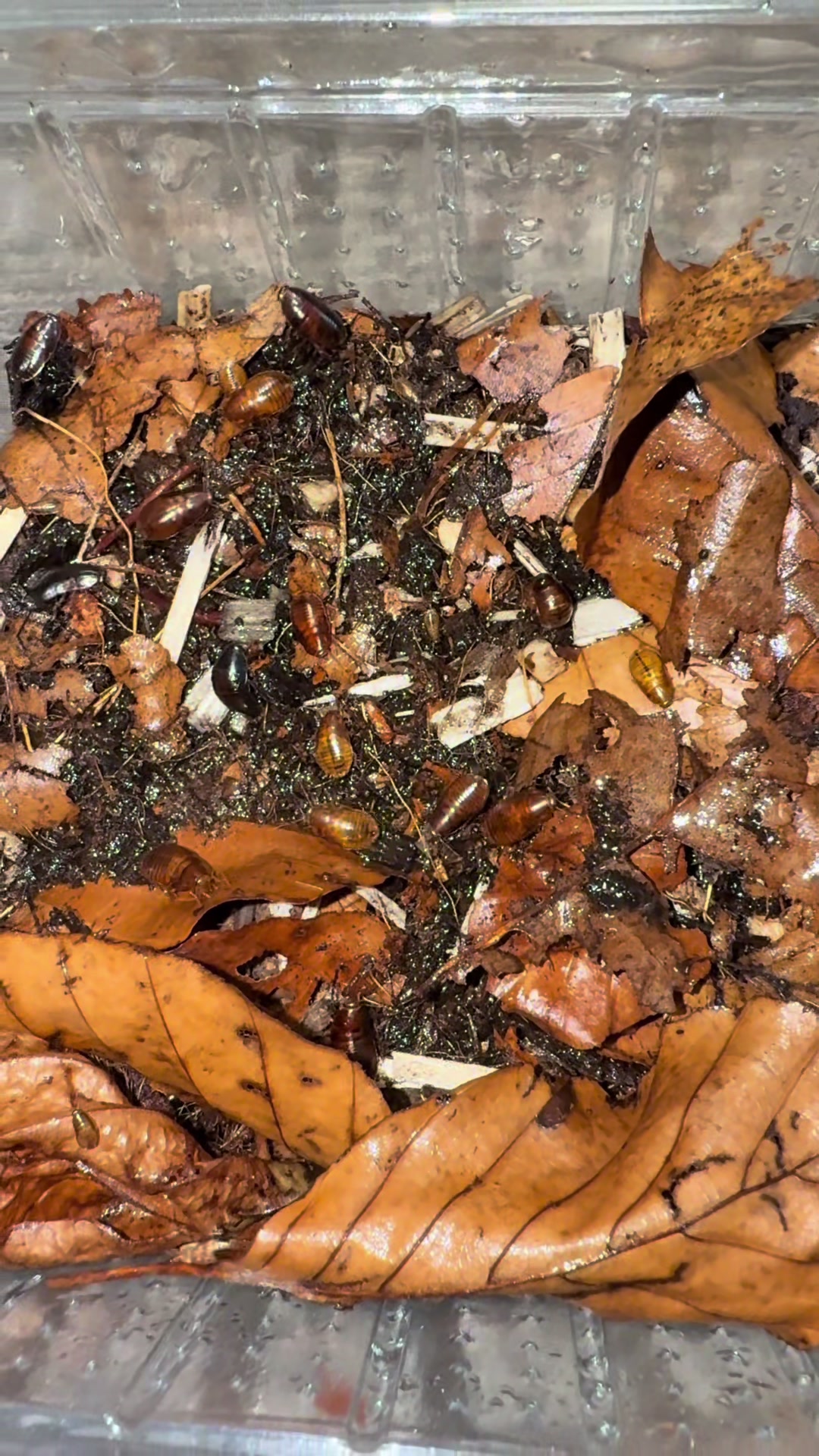 @Home-of-Insects