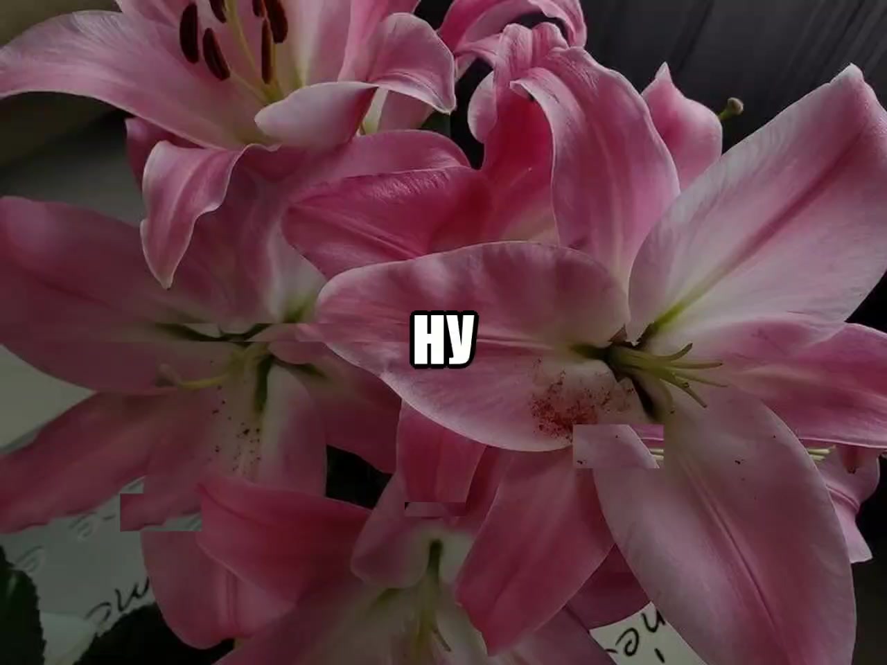 @звуки для липсингов