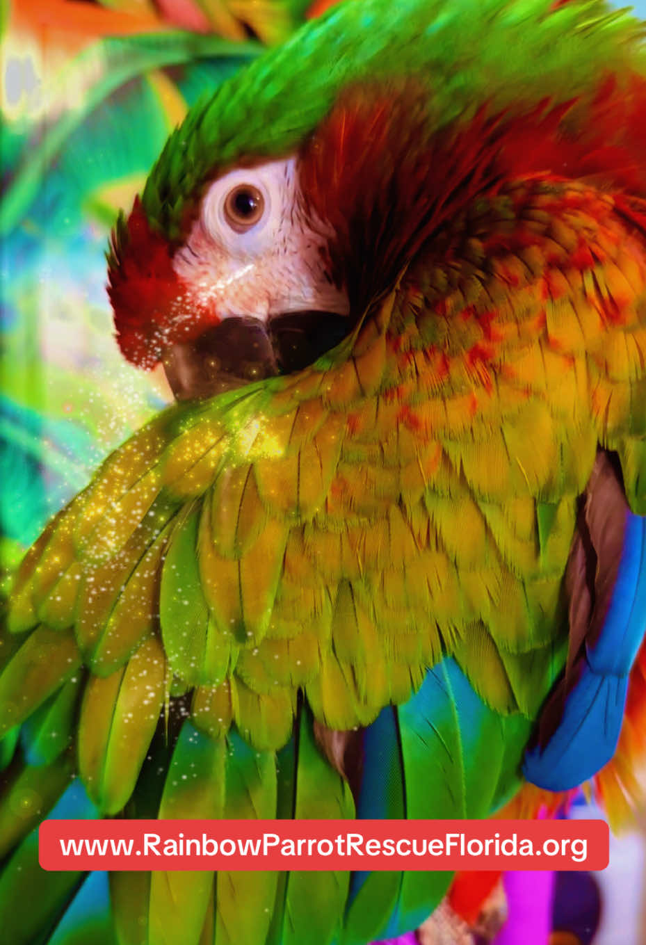@RainbowParrotRescueFlorida