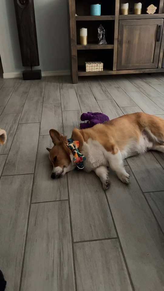 @bumi_the_corgi