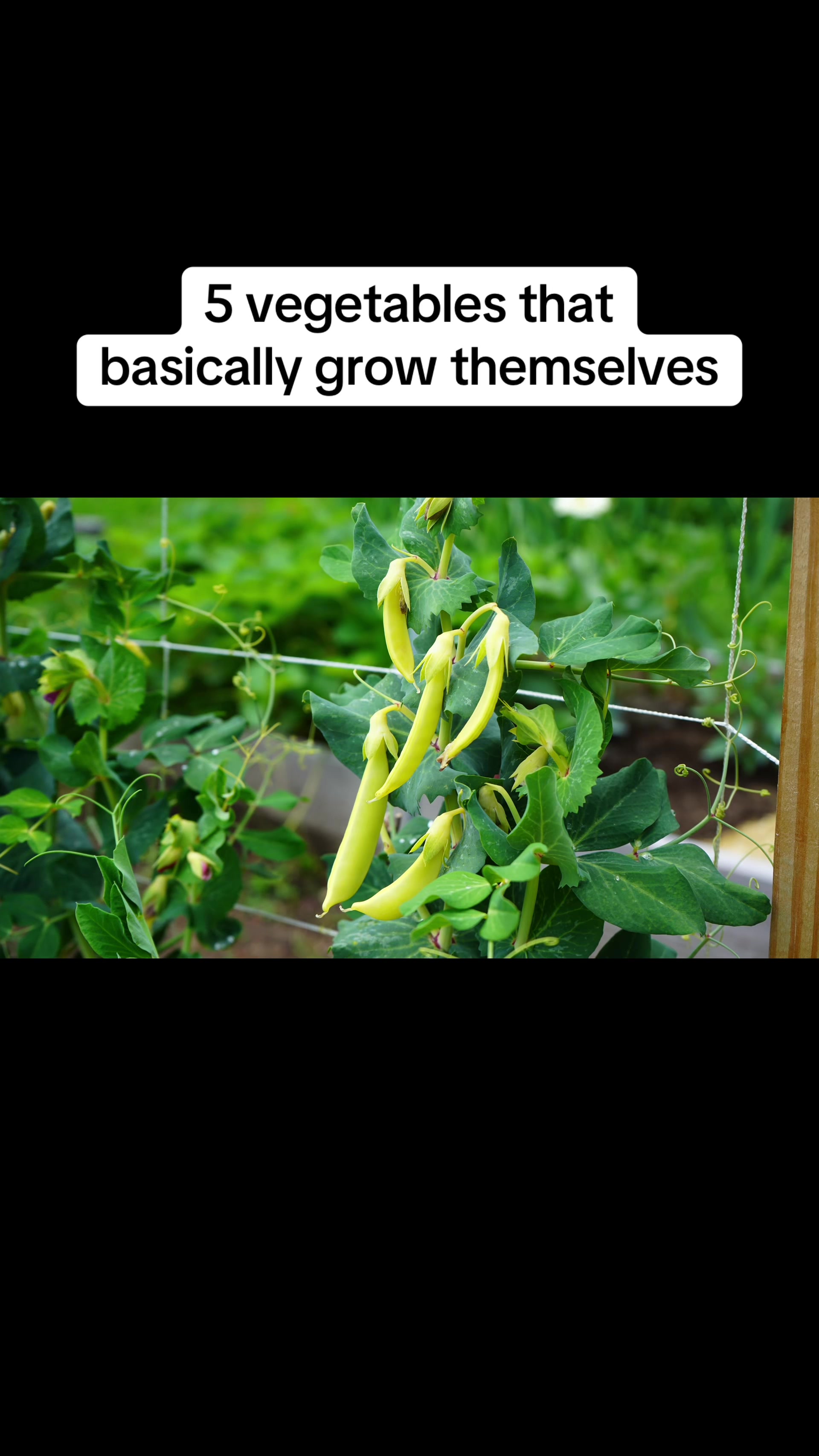 @Geeky Greenhouse / Pepper Geek
