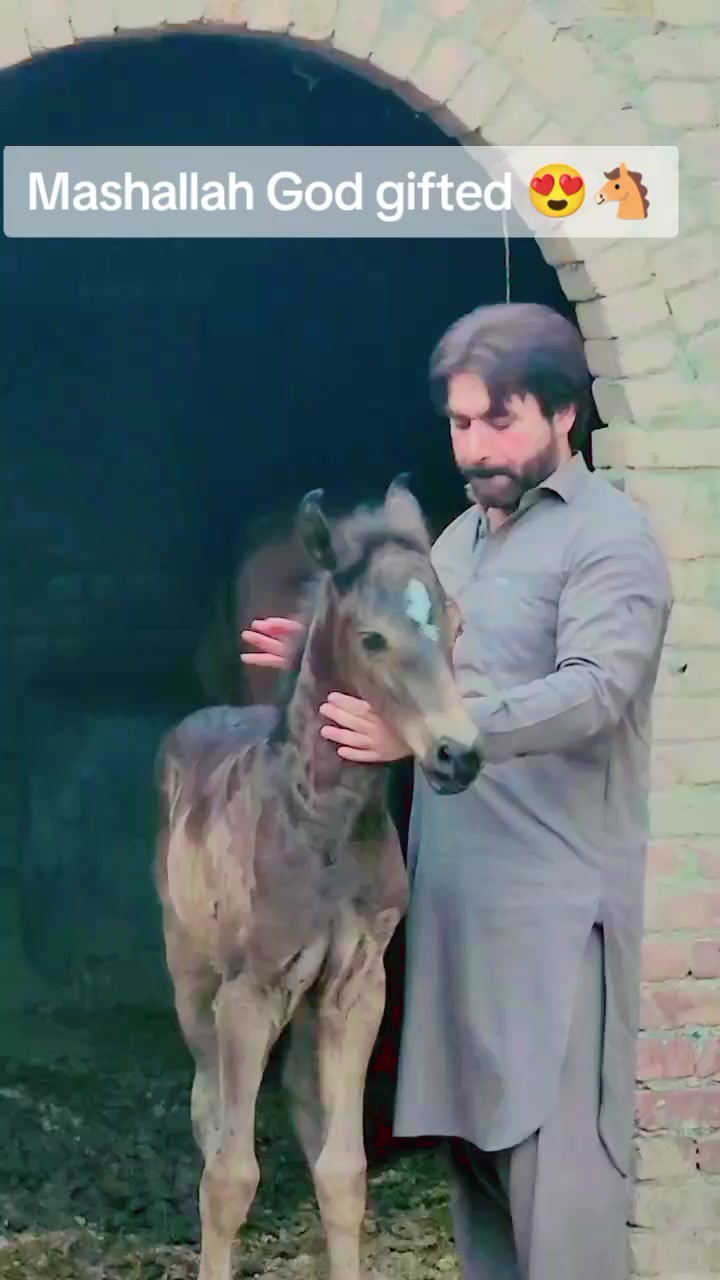 @احمد گل نمبر دار