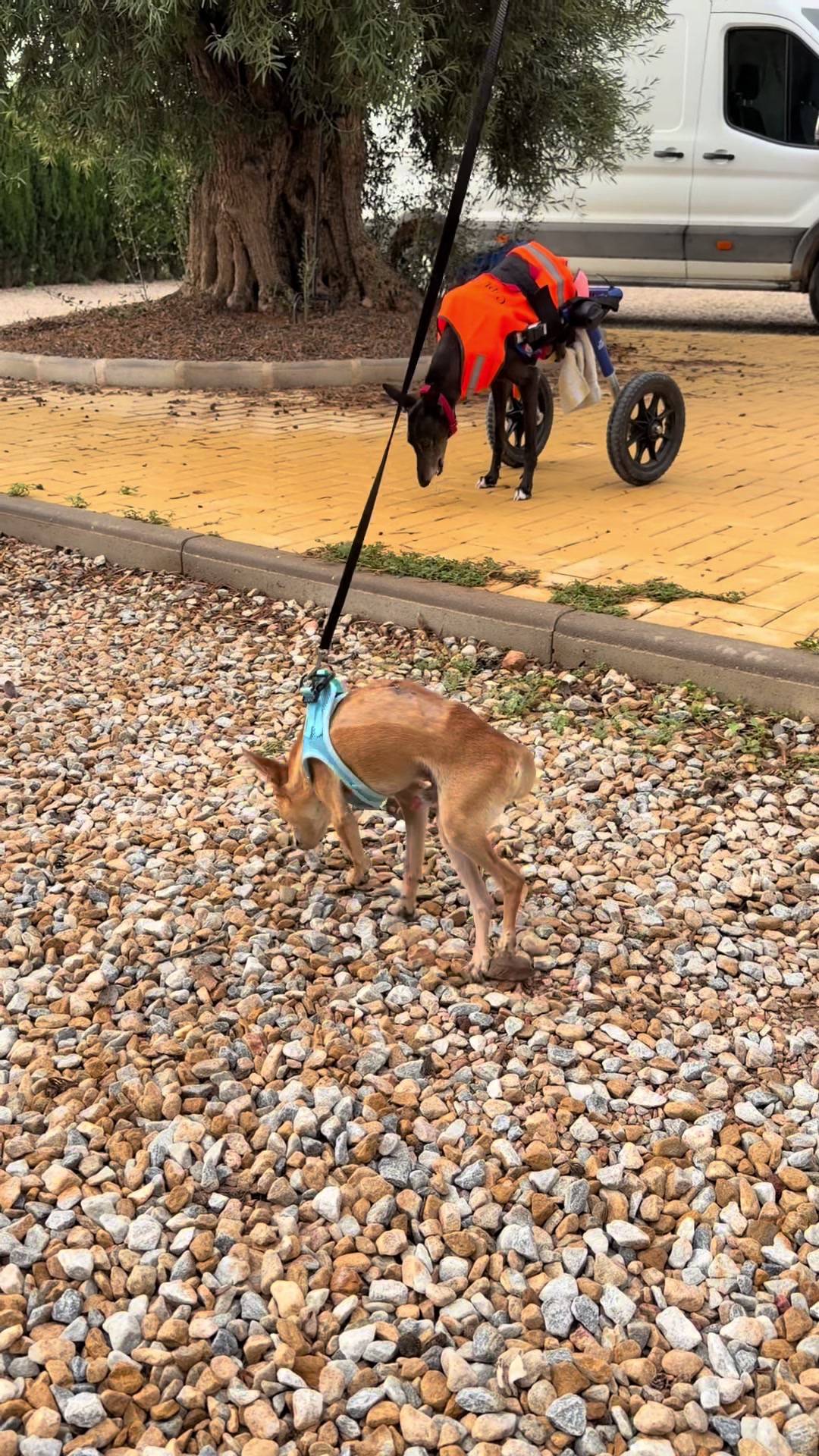 @Galgos del Sol