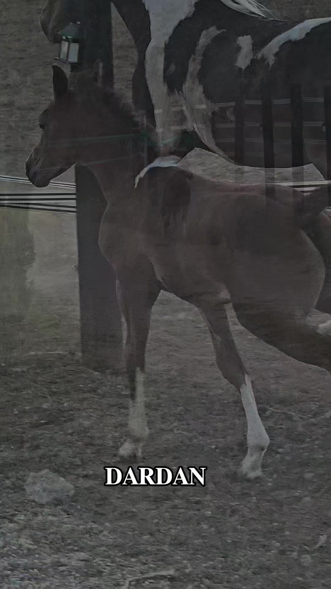 @Horse Training Center Albania