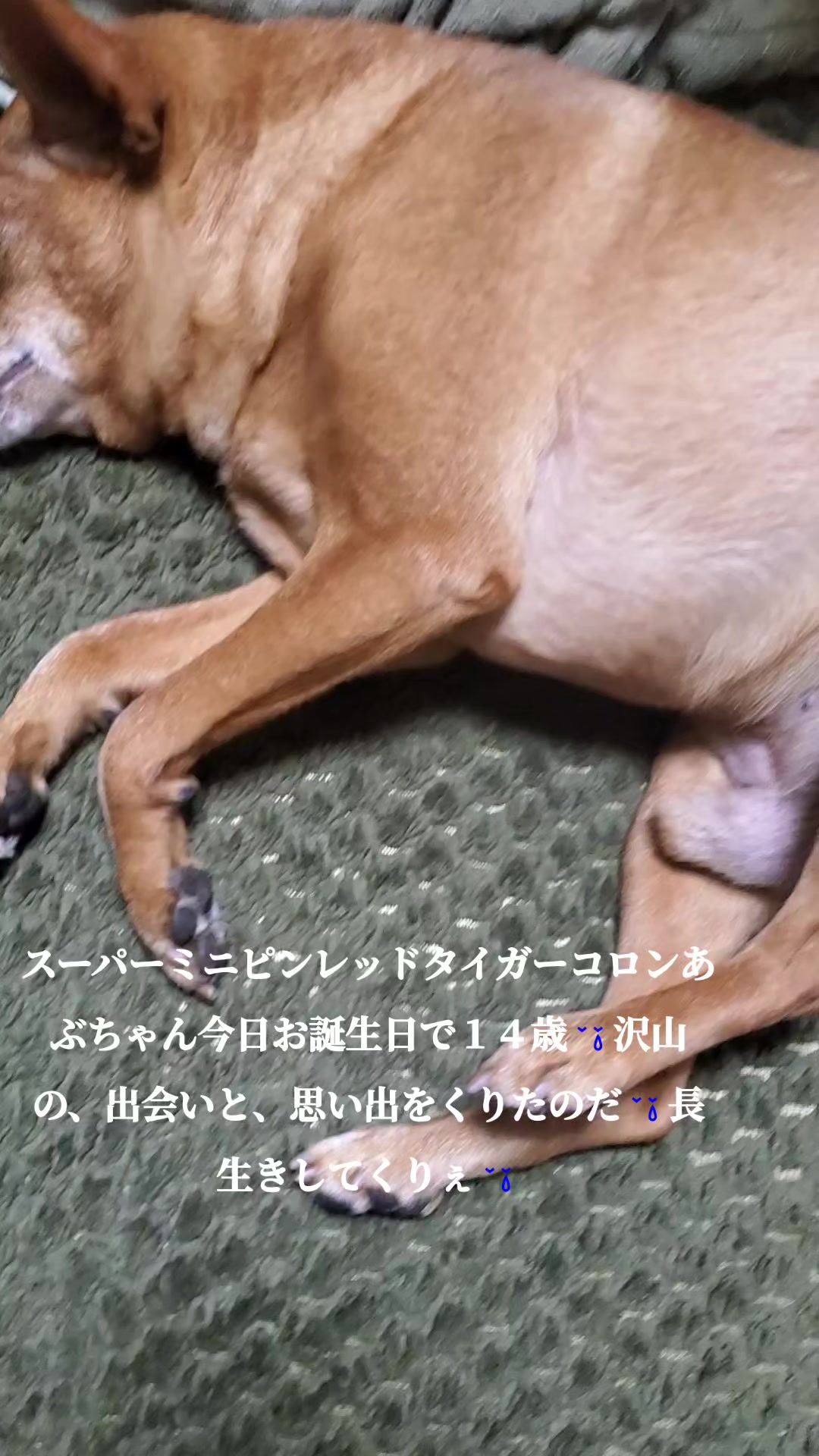 @タイガーコロンあぶちゃん