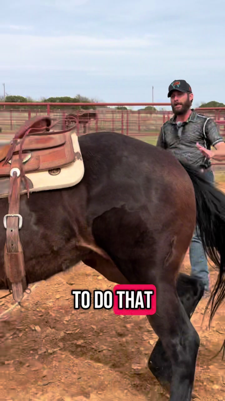 @WS Horses