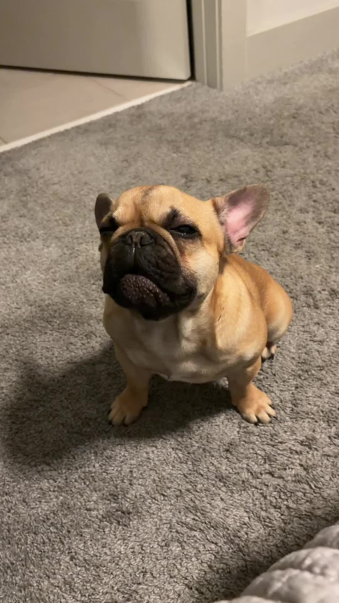 @Archie The Frenchie