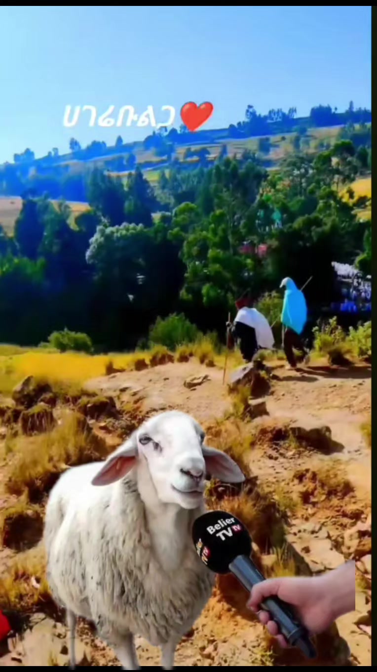 @በጓ⚡🐏[ሙሉ ሸዋ]