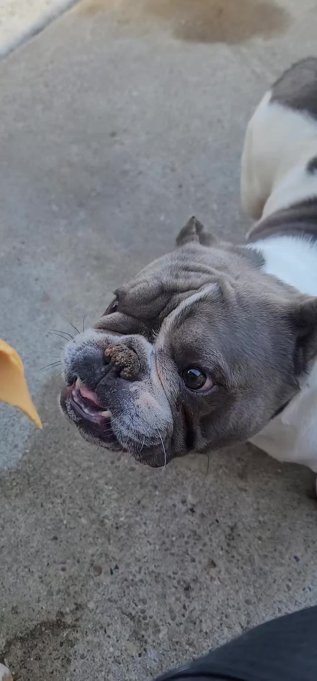 @Crookedcitykennel