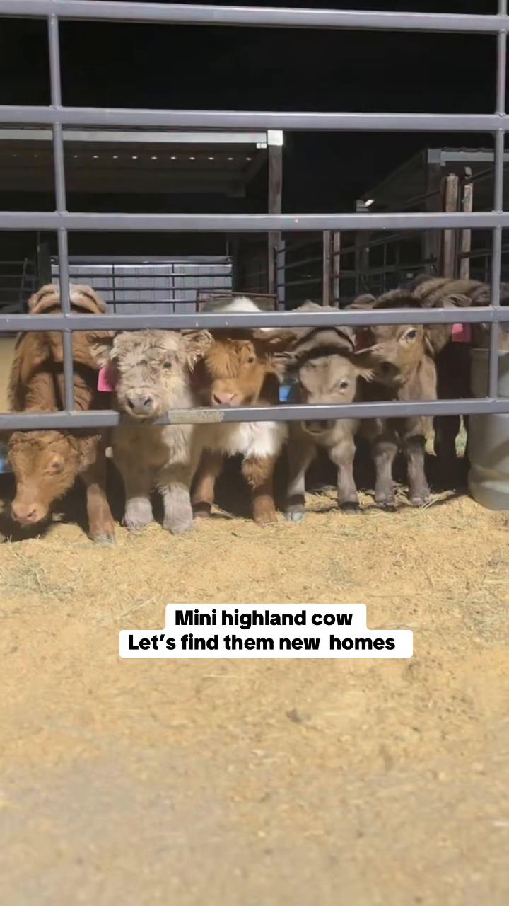 @landycows3