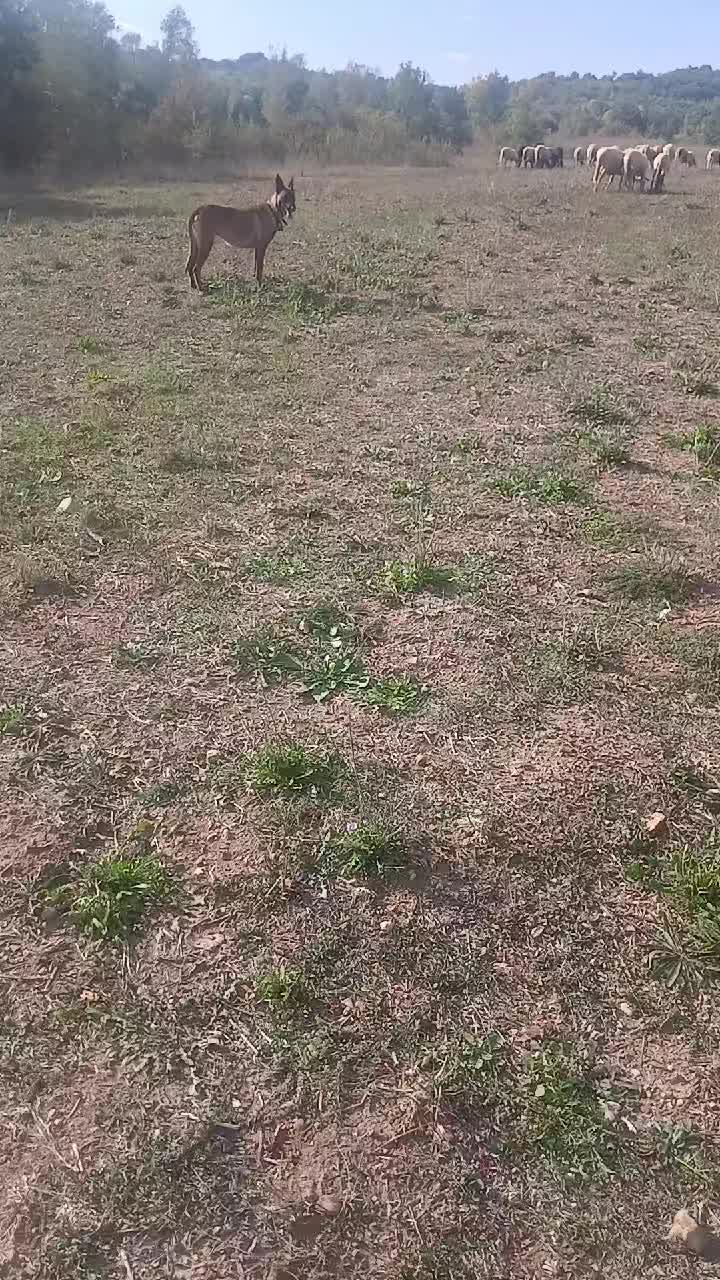 @Amato della vecchia